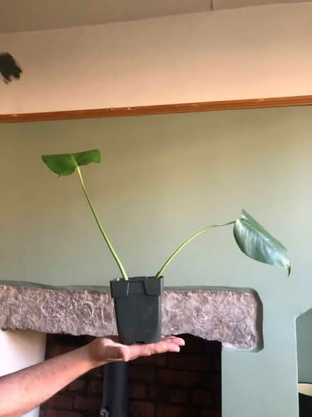 Photo of free Monstera plant cutting (Bramley LS13) #1