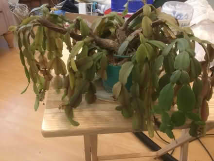 Photo of free Christmas cactus needs lots of tlc (B62 near Blackheath) #1