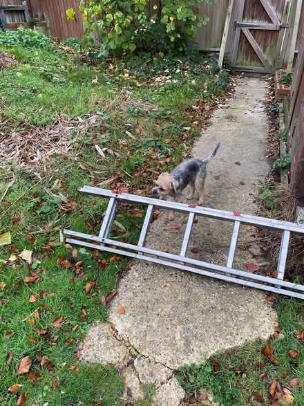 Photo of free Ali ladders (West Ewell Epsom KT19) #3