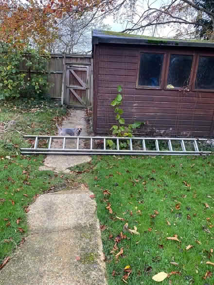 Photo of free Ali ladders (West Ewell Epsom KT19) #1