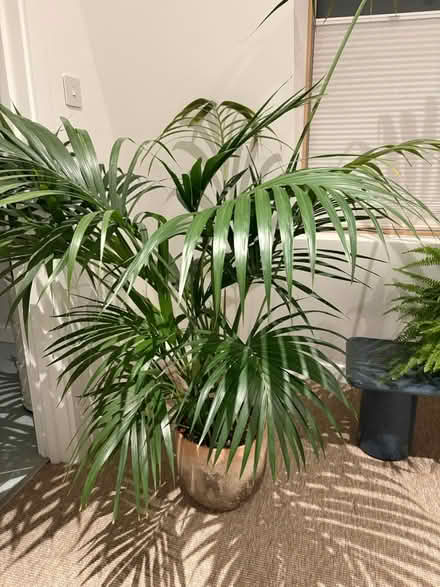 Photo of free Tall parlour palm (Se8 5ae) #2