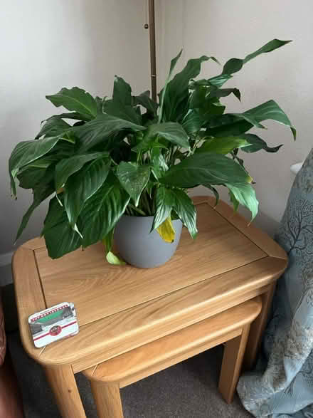Photo of free Large “Peace Lily” plant (SR6 Seaburn) #1