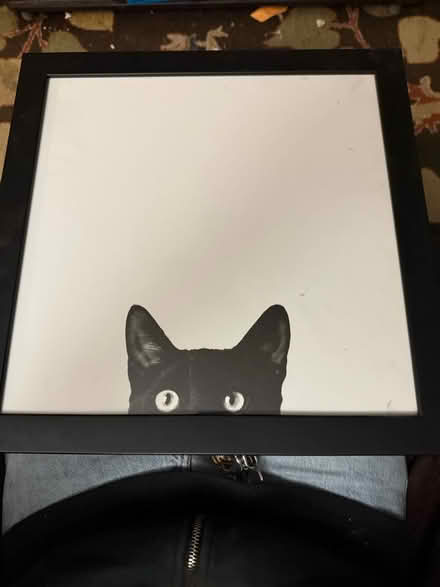 Photo of free Picture of cat (Lodi NJ) #1