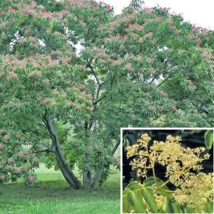 Photo of Bee Bee Tree (Tetradium daniellii) (friendswood tx 77546) #1