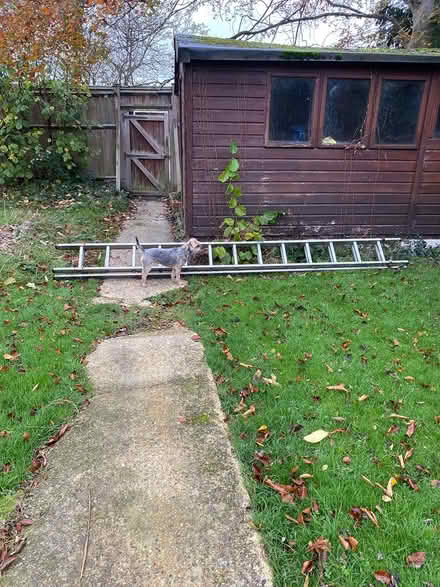Photo of free Ali ladders (West Ewell Epsom KT19) #4