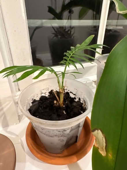 Photo of free Plants (Newton Highlands south of Rt 9) #1