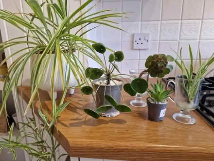 Photo of free Various Houseplants (Woking GU22 9) #1