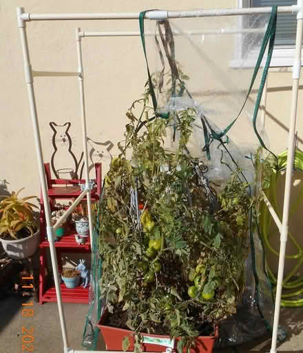 Photo of Large Clear Plastic Bags (Richmond) #1