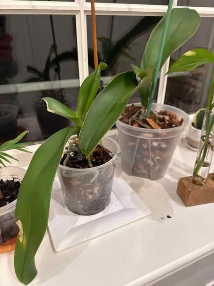 Photo of free Plants (Newton Highlands south of Rt 9) #2