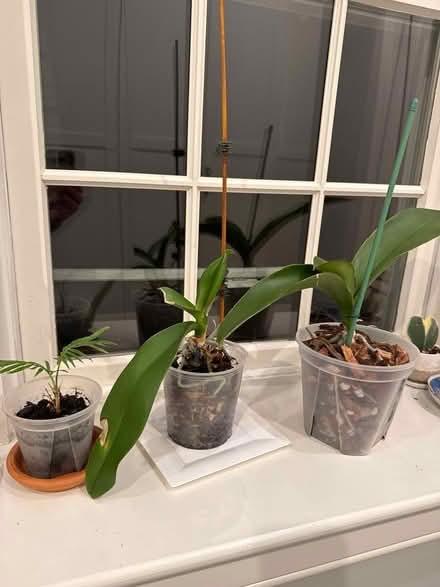 Photo of free Plants (Newton Highlands south of Rt 9) #3