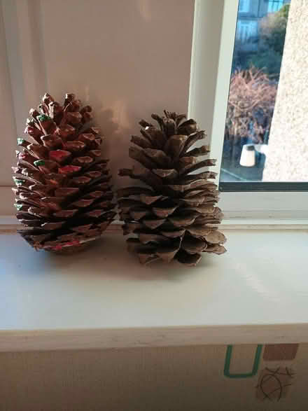 Photo of free 2 large pine cones (Heysham LA3) #1