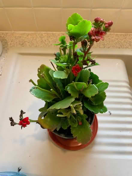 Photo of free House Plant (Bussage GL6) #1