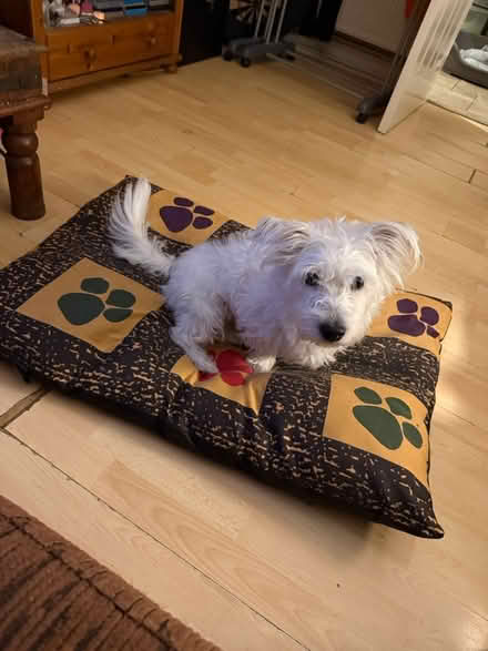 Photo of free Medium size Dog bed (SG1) #1