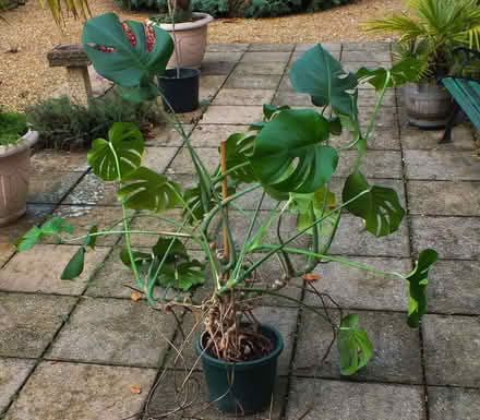 Photo of free Swiss Cheese Plant (Rhewl LL13) #1