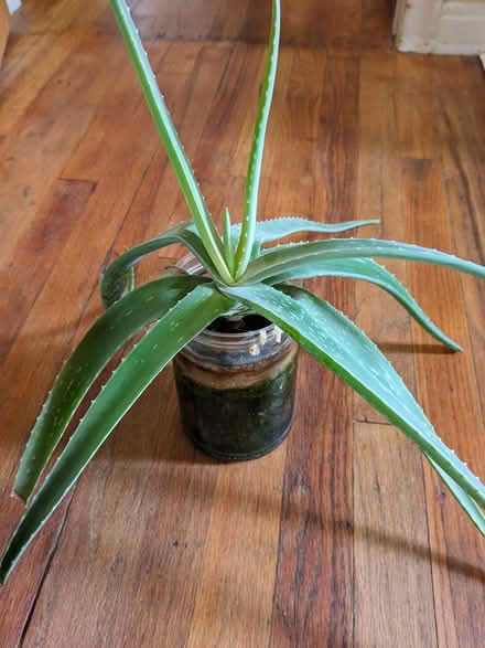 Photo of free Aloe plant (Ann Arbor Northwest Side) #1