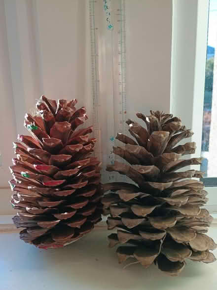 Photo of free 2 large pine cones (Heysham LA3) #2