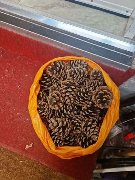Photo of free Pine cones (Heswall CH60) #1