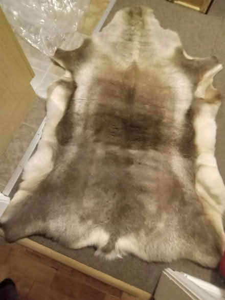 Photo of free Reindeer rug (Neston CH64) #1
