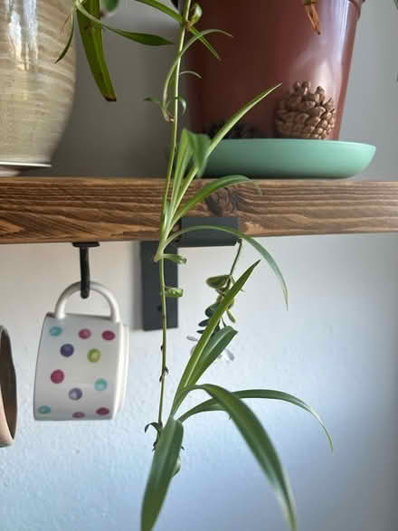 Photo of free 🕷️ plant (Bannockburn FK7) #2