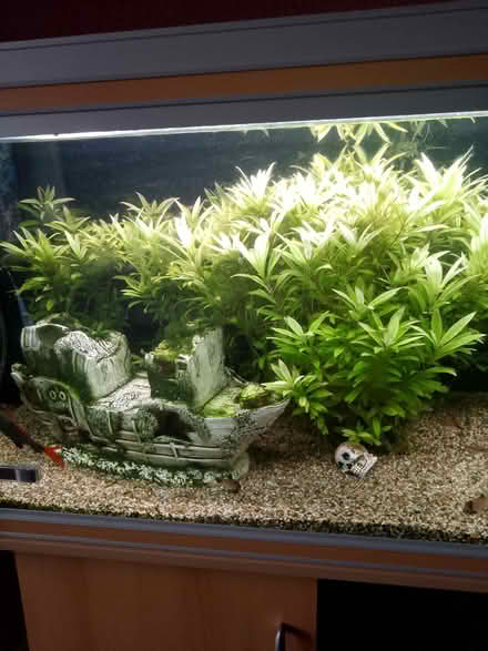 Photo of free aquarium plant (Waltham Abbey EN8) #1