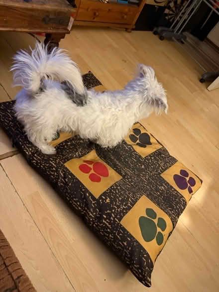 Photo of free Medium size Dog bed (SG1) #2