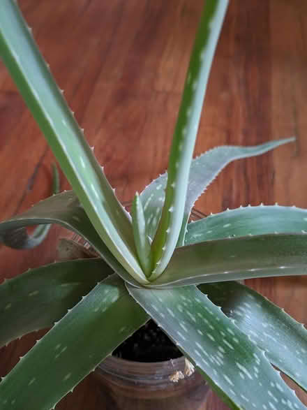 Photo of free Aloe plant (Ann Arbor Northwest Side) #2