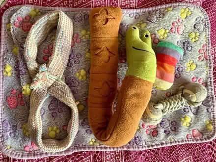 Photo of free Puppy/dog things (Great Maplestead CO9) #1