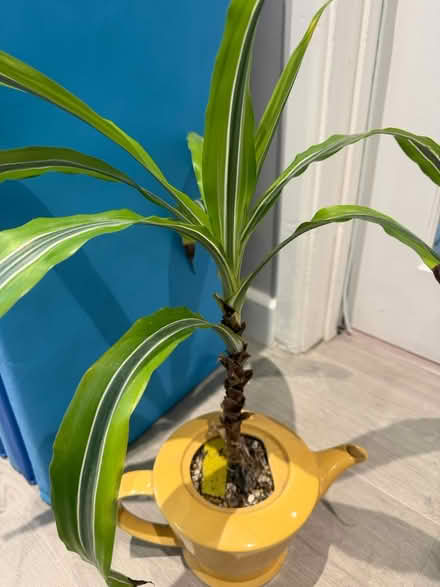 Photo of free Plant (Bletchley MK3) #1