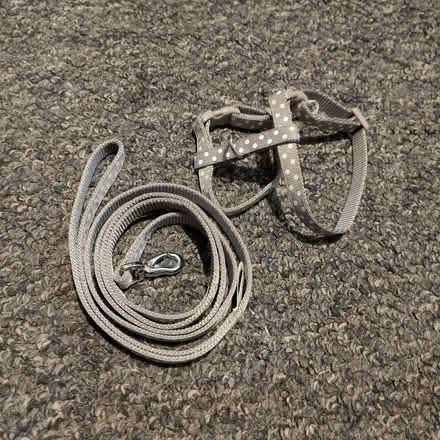 Photo of free Small animal harness and lead (New Town CO1) #1