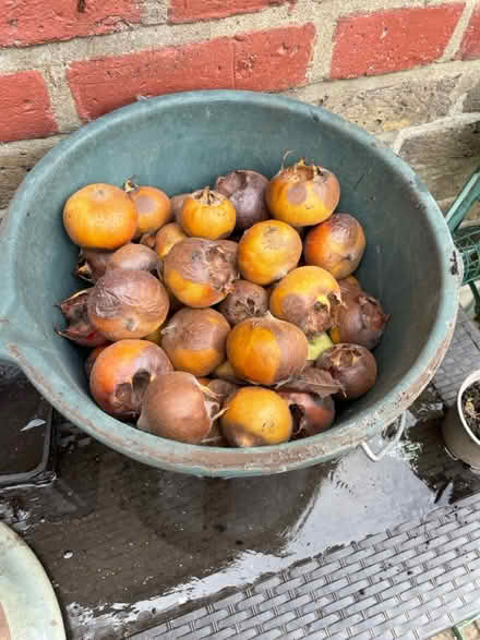 Photo of free Medlars for eating or jam/jelly (Palmers Green N13) #1