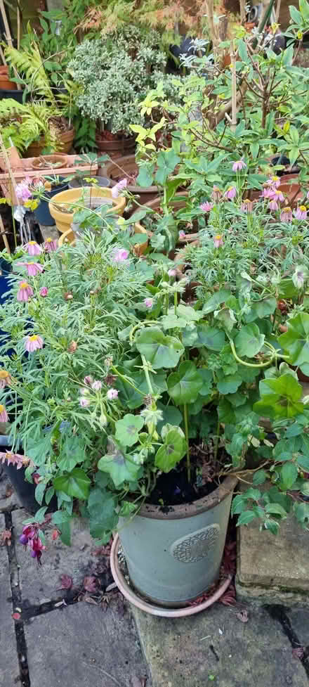 Photo of free Geraniums fusias daisy (South Tonbridge TN9) #1