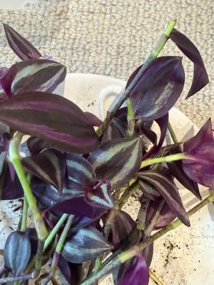 Photo of free Plant cuttings (Bletchley MK3) #1