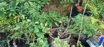 Photo of free Geraniums fusias daisy (South Tonbridge TN9) #2