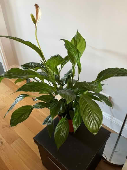 Photo of free Large peace lily plant (St Julians AL1) #1