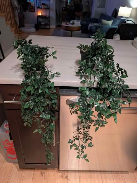 Photo of free 2 Fake Ivy Plants (Columbia Heights) #1