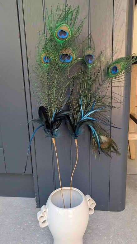 Photo of free X2 Peacock Feathers on sticks (Horsham) #1
