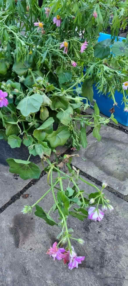 Photo of free Summer plants (South Tonbridge TN9) #2