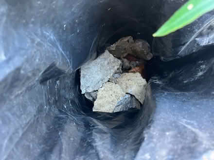 Photo of free Hardcore (Cooden TN39) #3