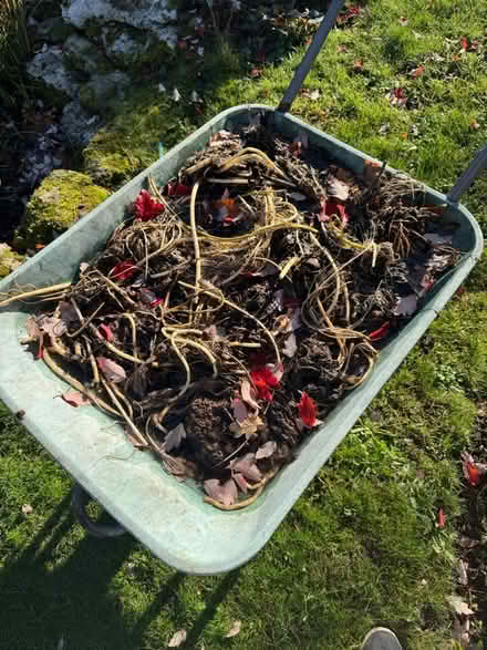 Photo of free Water Lily Roots Rhizomes (Hillingdon UB10) #1