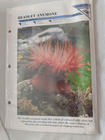 Photo of free Wildlife Info cards (Great Totham) #1