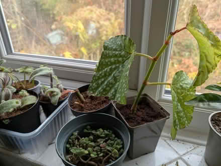 Photo of free Mixed lot of Houseplants (BD16 cottingley) #3