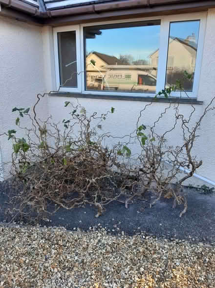 Photo of free Curly hazel trimmings (Kendal LA9) #1