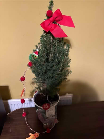 Photo of free Large Christmas tree (Bishop Stortford) #1