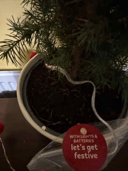 Photo of free Large Christmas tree (Bishop Stortford) #4