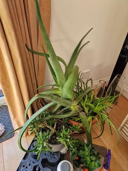 Photo of free Aloe Vera Plant (Waltham Abbey EN9) #1