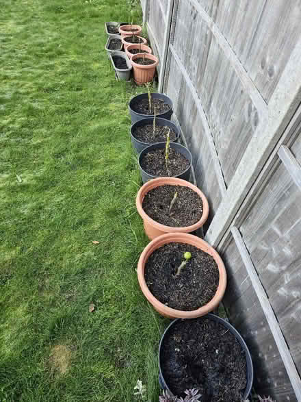 Photo of free Soil (Gu7 1ax) #1