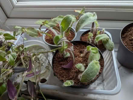 Photo of free Mixed lot of Houseplants (BD16 cottingley) #4