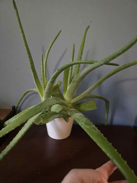 Photo of free Aloe Vera Plant (Chapeltown S35) #1
