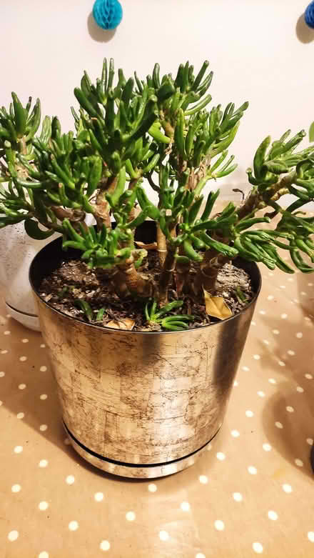 Photo of free Gollum jade indoor plant in silver pot (Chislehurst BR7) #1