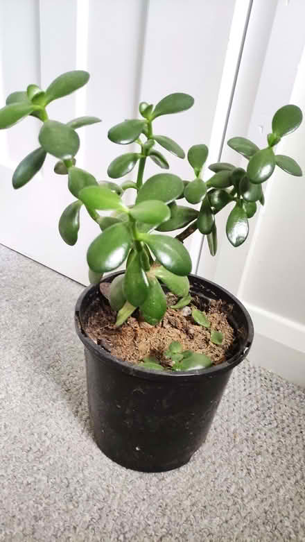 Photo of free Healthy Jade indoor plant in pot (Chislehurst BR7) #1